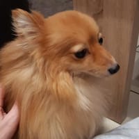 Kessy in 27478 Cuxhaven #, Hündin zur Adoption