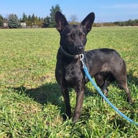 Rosi, Hündin zur Adoption