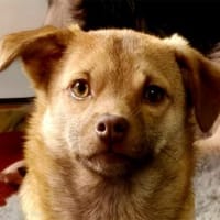 Finley - wartet in 67663 Kaiserslautern, Hund zur Adoption