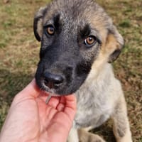 Marge  Der zarte Welpe, Hündin zur Adoption