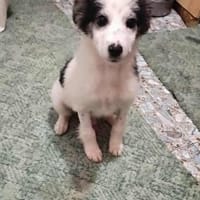 Ray, kleiner Hundemann sucht Zuhause, Hund zur Adoption