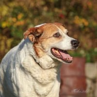 Martin  ein treuer Kerl, Hund zur Adoption