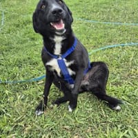 Sofia - menschenbezogene Schmusebacke, Hündin zur Adoption