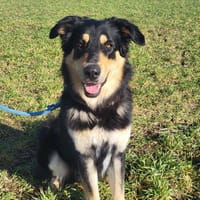 Matteo, Hund zur Adoption