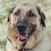 ASLAN VAA, chien à adopter