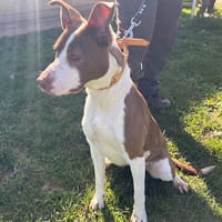 VOLGA PAA24120, chienne à adopter