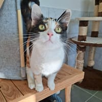 CAMELIA, chatte à adopter