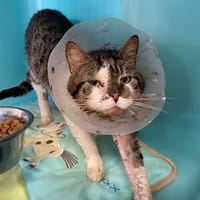 Yolo, chat à adopter