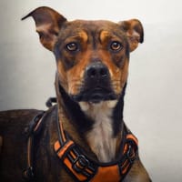 Mina, chienne à adopter