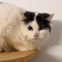 Chihiro CAB5240, chat à adopter