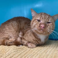 Mango, chat à adopter