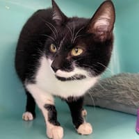 Mila, chatte à adopter