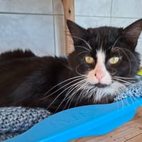 MOUSTACHE, chat à adopter