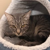 Clement CAB5241, chat à adopter