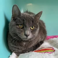 Ziko, chat à adopter