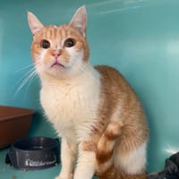 Dora, chatte à adopter