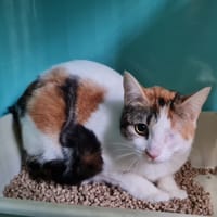 AYA, chatte à adopter