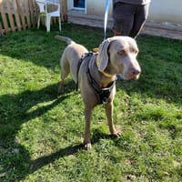 Veron PAA24119, chien à adopter