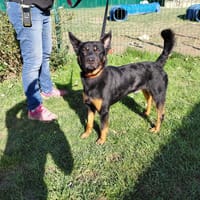MEZZO PAA24121, chien à adopter