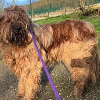 penelope, chienne à adopter