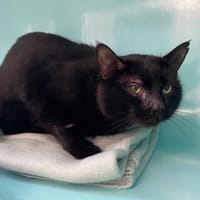 Franck, chat à adopter