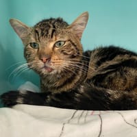 Malo, chat à adopter