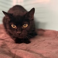 Kura CAB5242, chatte à adopter