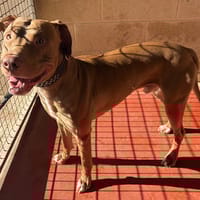 Baki PAA24118, chien à adopter