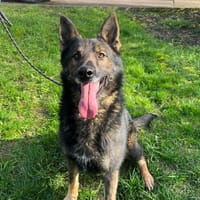 Alex, chien à adopter