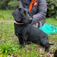 PRINCESSE, chienne à adopter