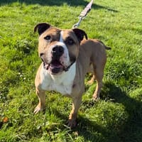 SAM, chien à adopter