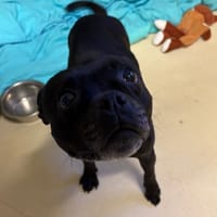 PERLA PAA24117, chienne à adopter