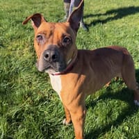 Ombre, chienne à adopter