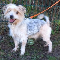 Poppy, chien à adopter