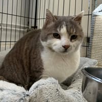 SACHA, chat à adopter