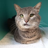 KRAS C, chat à adopter