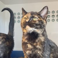 JESSIE-CERTEIRE, chatte à adopter