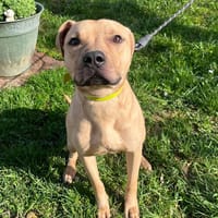 Mac, chien à adopter