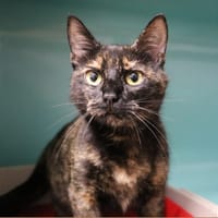 Rainbow HAB17548, chatte à adopter