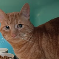 TINO ROSSI C, chat à adopter