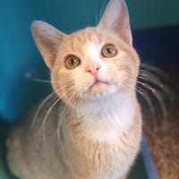 DUGONG, chatte à adopter