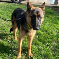 ALix, chienne à adopter