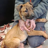 JOE, chien à adopter