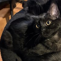 LUNE, chatte à adopter