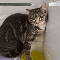 valak, chatte à adopter