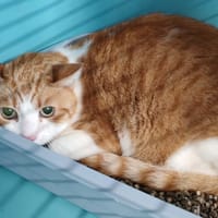 BASTET, chat à adopter