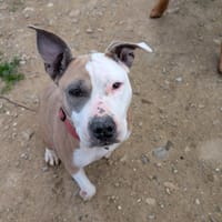 o layka, chienne à adopter