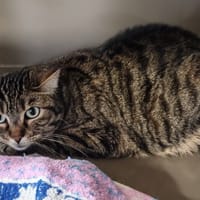 RACAILLE, chatte à adopter