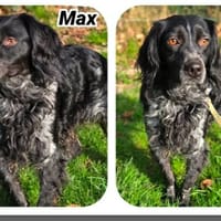 MAX (Réservé), chien à adopter