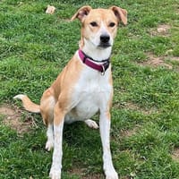 FAYA, chienne à adopter